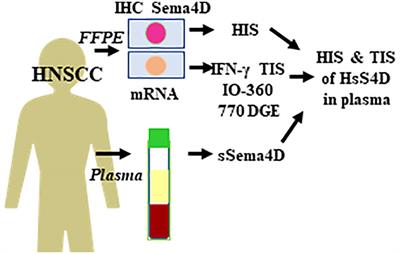 Soluble Sema4D in Plasma of Head and Neck Squamous Cell Carcinoma Patients Is Associated With Underlying Non-Inflamed Tumor Profile